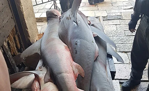 רשות הטבע והגנים חוקרת את המקרה