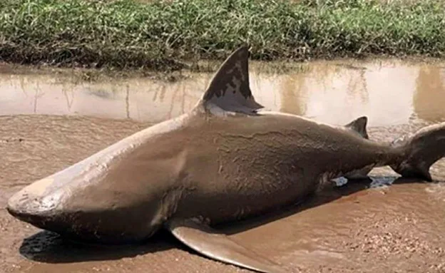 הכריש נסחף הרחק מהחוף