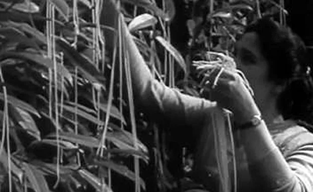 ספגטי על העצים? לא היה ולא נברא | צילום: מתוך יוטיוב