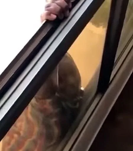 מסתכלת למצלמה ומתחננת לעזרה