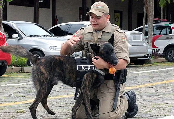 ברוטוס ומפעילו