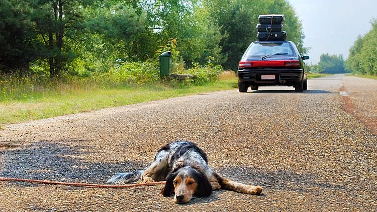 כ-100,000 כלבים ננטשים מדי שנה, בעיקר לפני החג (צילום: shutterstock)