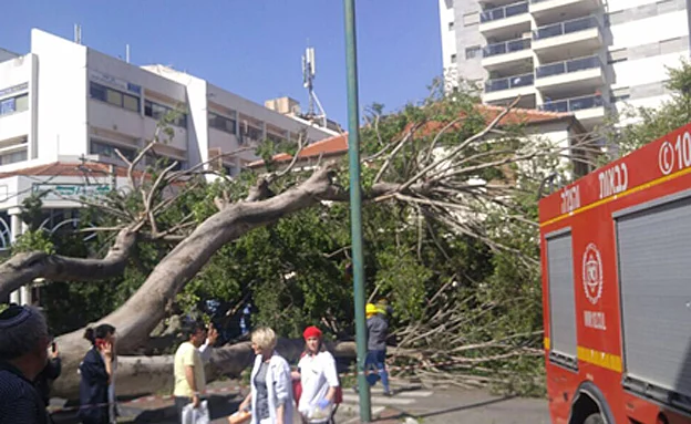 זירת קריסת העץ בכפר סבא
