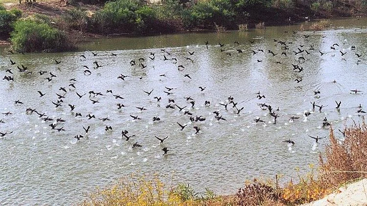 הנחל הבלתי רשמי של ראשון לציון