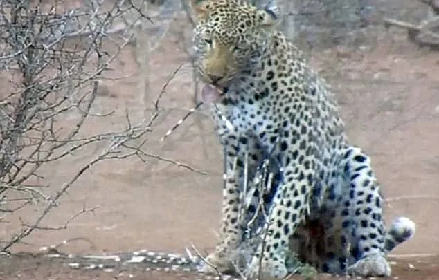 הנמר מלקק פצעיו