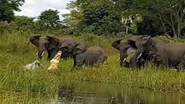 התנין סוגר לסתותיו על חדק הפיל