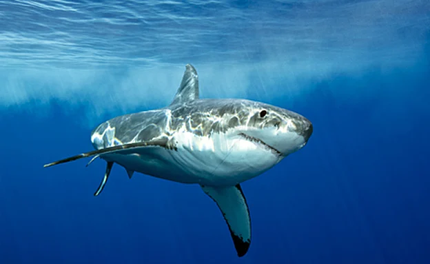 כריש לבן. עמלץ לבן. ארכיון