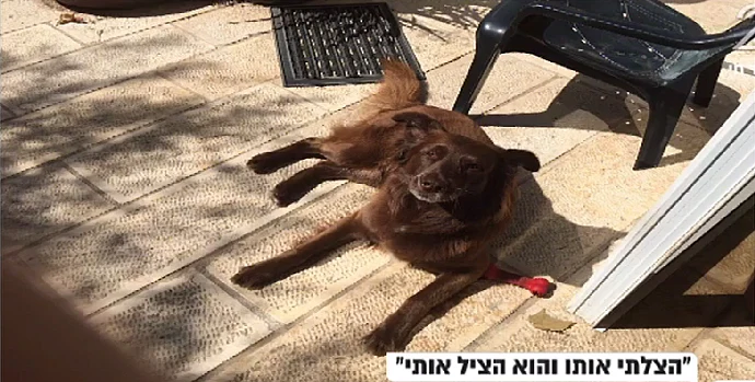 כלב הלך לאיבוד