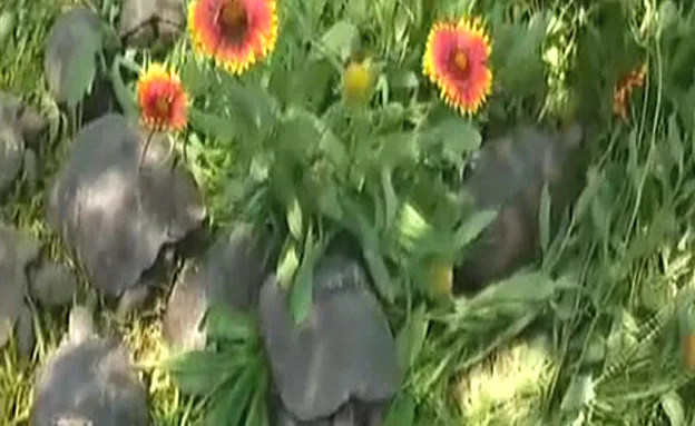 2 צבים מתו בשל התנאים הקשים