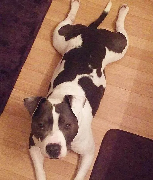 הכלב ''קאם'' תפקד ככלב טיפולי לסובלי פוסט-טראומה