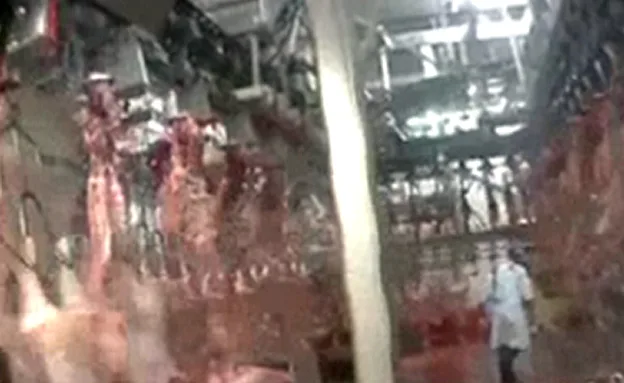 על הפס מוסעים יותר מ-150 עופות בדקה