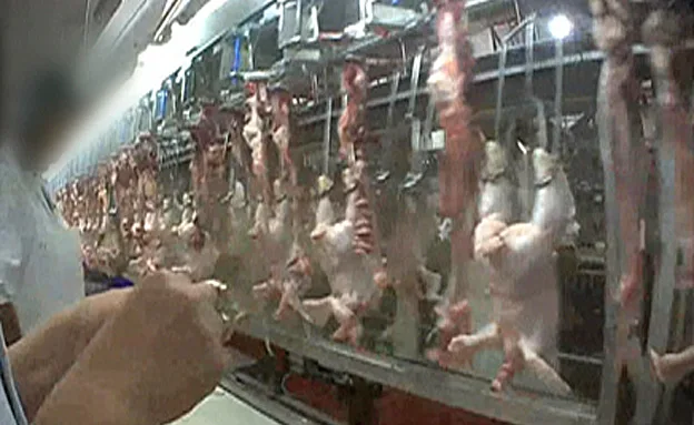 עופות על הרצפה, ביוב פתוח וזוהמה