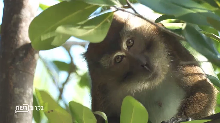 קוף מתוך פרומו הישרדות העונה החדשה