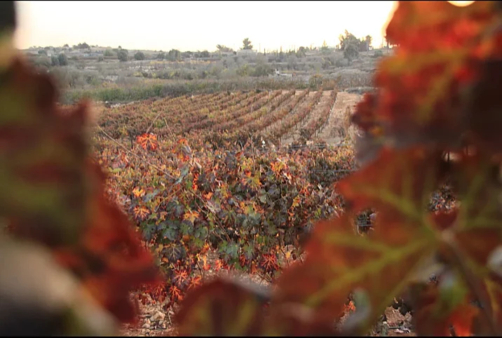 יקבי גוש עציון 3