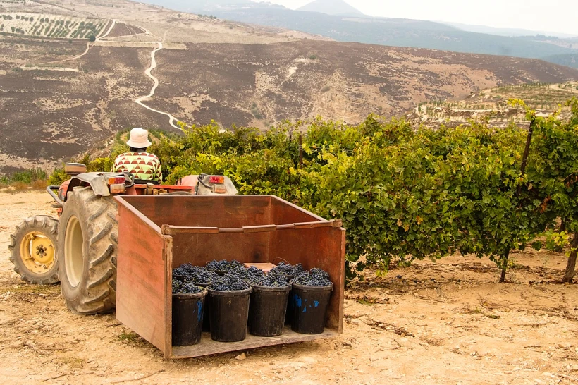 ענבים אחרי בצירה. יקב וילה וילהלמה