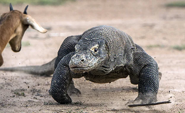 ''התקרב יותר מדי''. כוח ענק