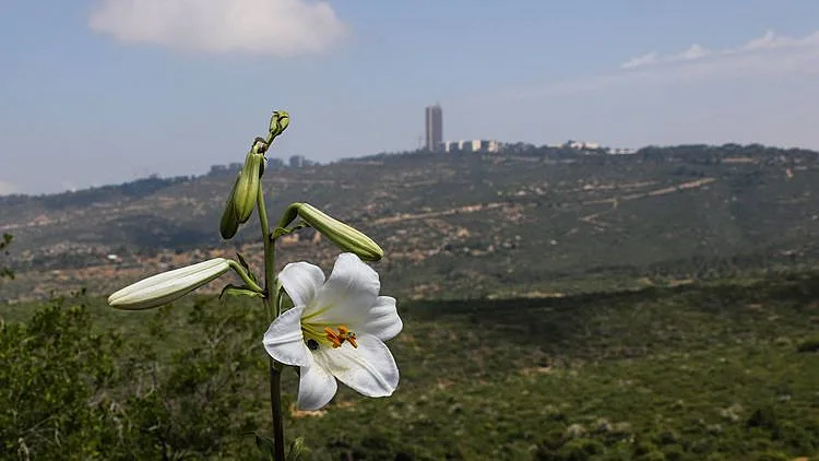 טפסו בזהירות ותהנו מנוף מקסים. נחל כלח