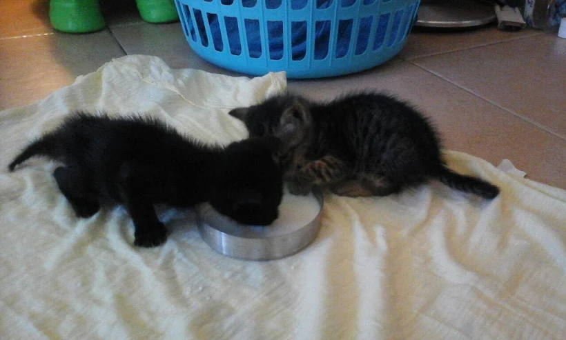 גורים שנאספו מהמדורות בבית האומנה שנמצא עבורם