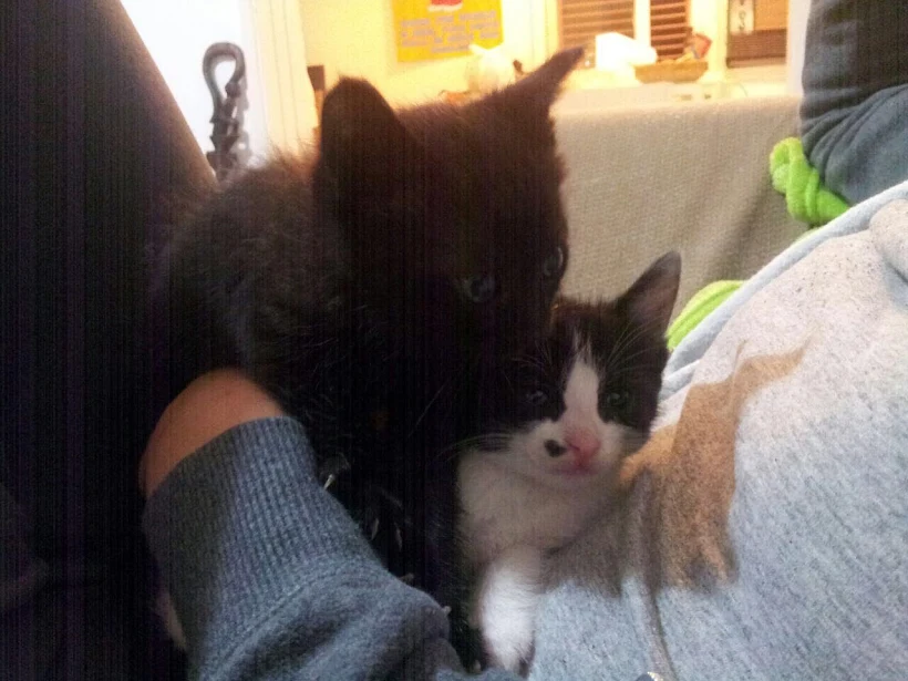 גורים שנאספו מהמדורות והגיעו לאומנה