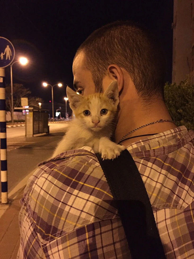 עוד חתול שהוצל מהמדורות