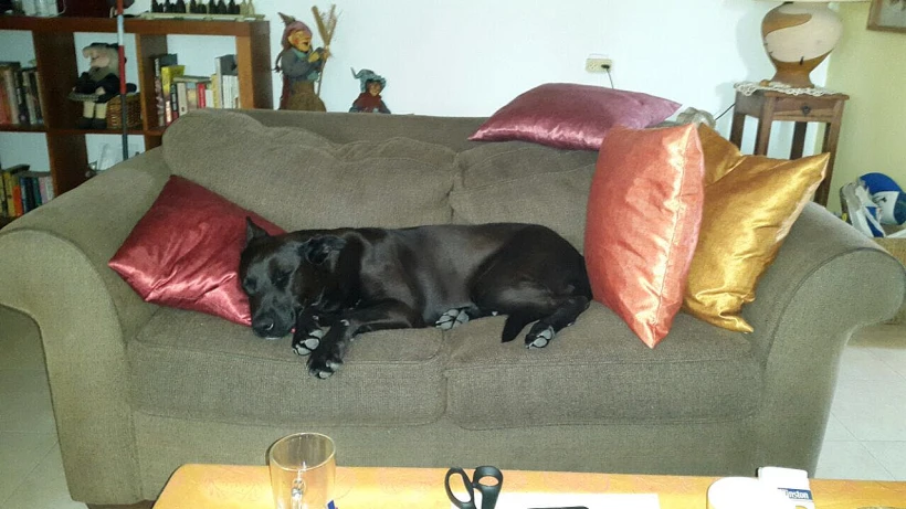 כלבה שהסתובבה נטושה ומורעבת בחיפה בערב ל''ג בעומר ונאספה לאומנה ע''י המתנדבים