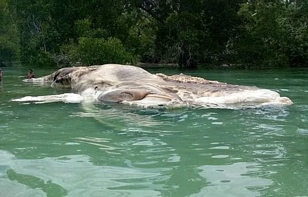 גופת הדיונון צפה על פני המים