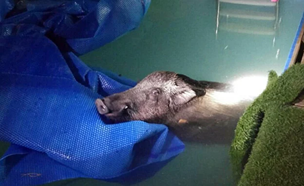 החזיר שנפל לבריכת הצימר (דוברות המשטרה)