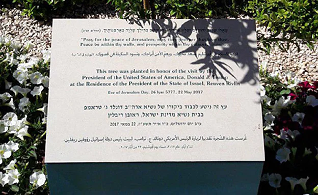 העץ שניטע לכבוד טראמפ