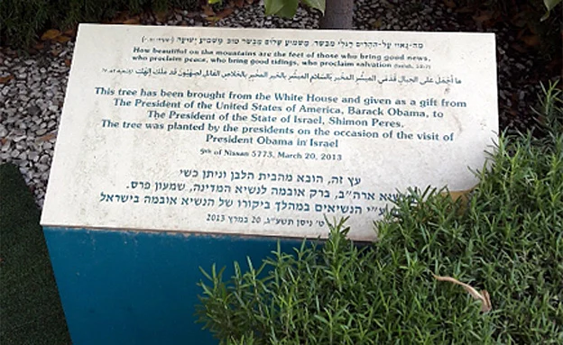 העץ שהביא אובמה לפרס