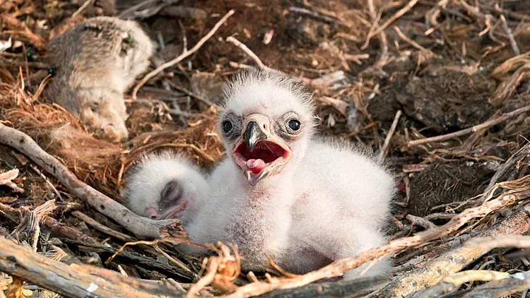 אם הגוזל לא פצוע - החזירו אותו אל הקן