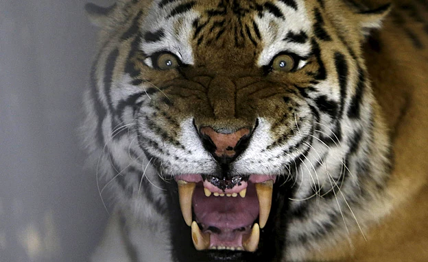 אילוסטרציה