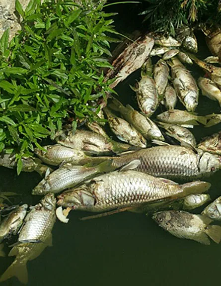 דגים מתים בירקון