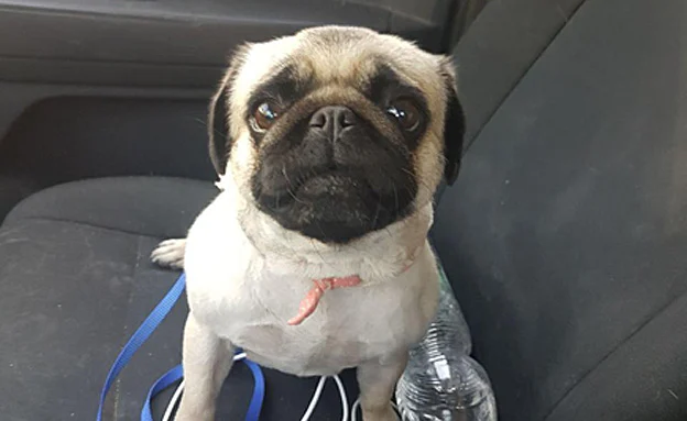 הכלב שעבר התעללות לאחר שחולץ על ידי המשטרה