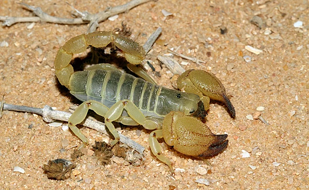 עביד צהוב. רק דומה, מסוכן פחות