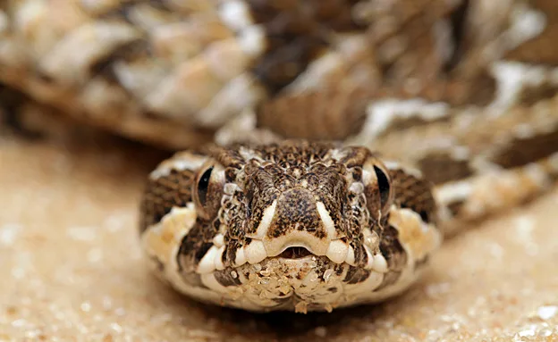 המסוכנים והמפחידים