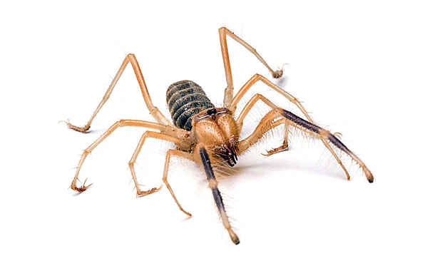 עכשוב. אתם מכירים כ''עקרבוט''