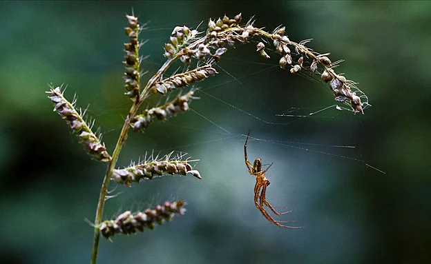ארסן ים תיכוני. עלול ליצור נמק