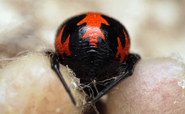כדורית אדומה. רק דומה