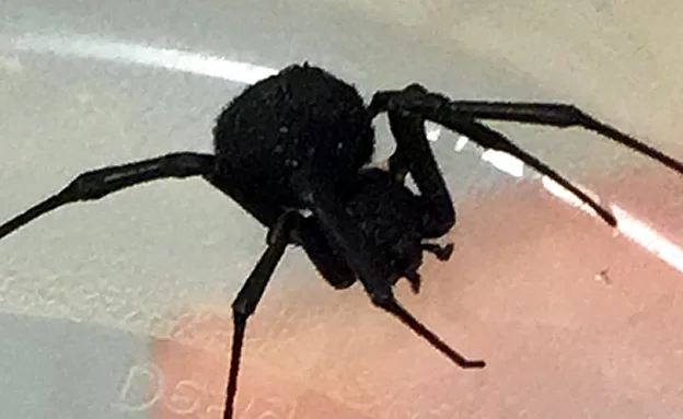 אלמנה שחורה