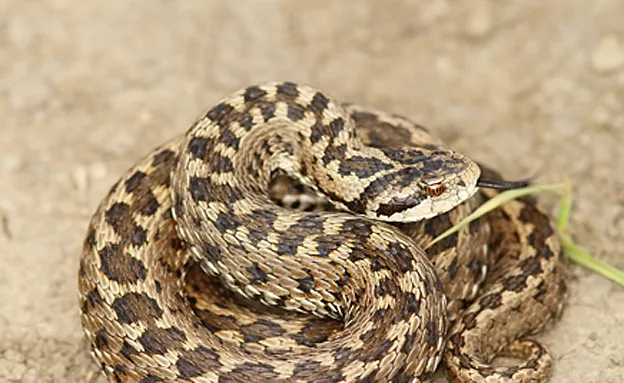 נחש צפע. מעויינים בזיגזג