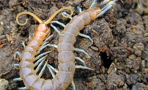 נדלים. בעלי ארס ונשיכה כואבת