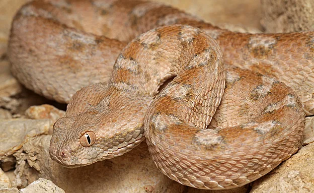 אפעה. נפוץ בעיקר בדרום