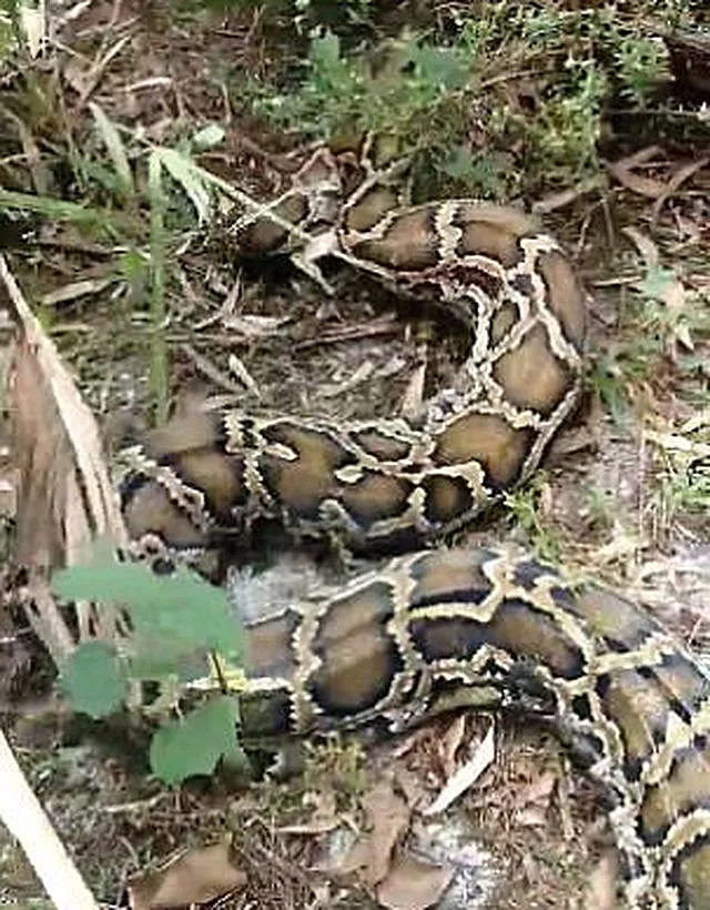 הפיתון הבורמזי