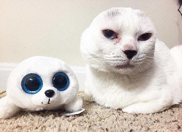 אוטיטיס ובובת כלב הים