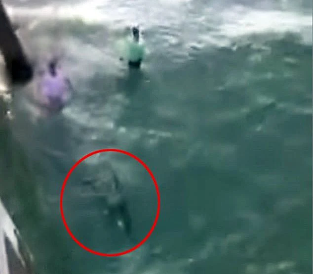 השניים מתקרבים לעבר הכריש