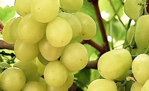 מבריקים ובהירים. ענבים ירוקים