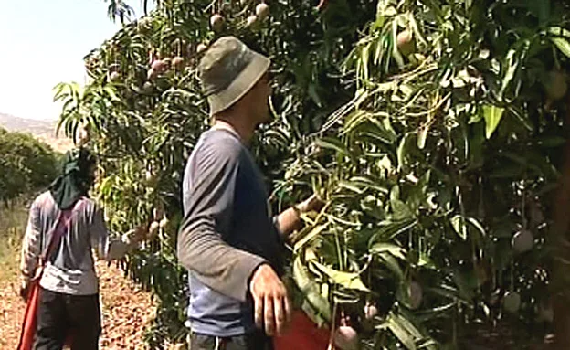 צבע הפרי צריך להיות עמוק. מנגו