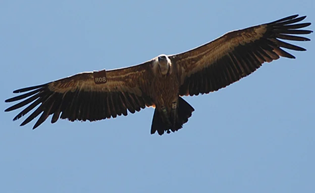 ב-2003 חיו 460 נשרים בארץ