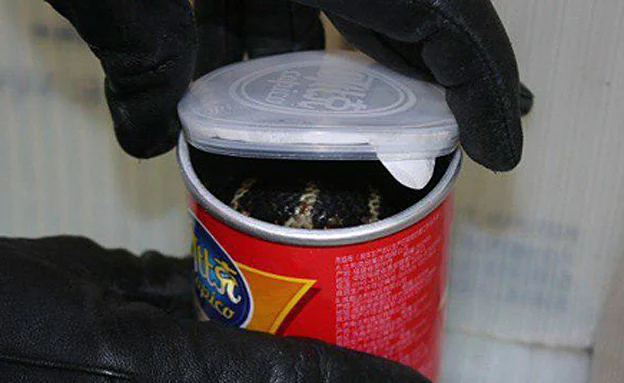 רוב הנחשים שנדחסו, לא שרדו (CNN)