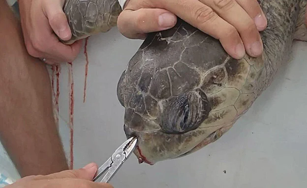 שליפת קשית פלסטיק מאפו של צב